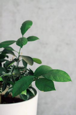 Masasında güzel çiçekler olan bir vazo. Mavi vazoda yeşil yapraklar. Çiçekli bir saksı. Kapalı alan çiçekleri. Küçük çiçekler. İç kısımda bir çiçek. Tasarım. evdeki bitkilerle ilgilen.