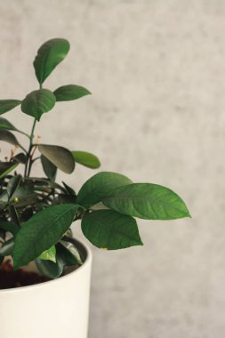 Masasında güzel çiçekler olan bir vazo. Mavi vazoda yeşil yapraklar. Çiçekli bir saksı. Kapalı alan çiçekleri. Küçük çiçekler. İç kısımda bir çiçek. Tasarım. evdeki bitkilerle ilgilen.