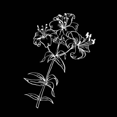 siyah ve beyaz desenli. Büyük desen. Çiçek elle çizimi. dövme, çizim, boyama