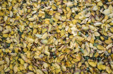 Sonbahar yapraklarının arka planı, parktaki kuru sarı yapraklar, desenli doğal duvar kâğıdı, güzel sonbahar doğası.