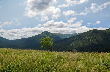 Çimen tarlası ve Tepedeki Yalnız Ağaç, Chornohora 'nın yeşil yamaçları bulutlu gökyüzünün altında arka planda. Karpatlar, Ukrayna