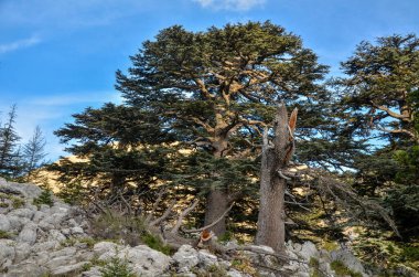 Gün batımında Tahtali dağı yakınlarında Lübnan sedir ağaçları ve Taurus dağları olan güzel bir vadi manzarası. Türkiye 'de Lycian Yolu' nda yürüyüş.