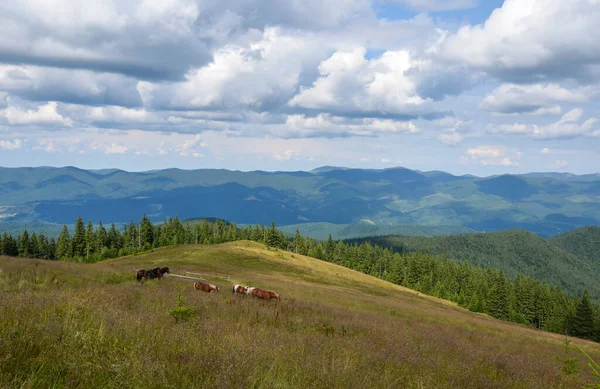 Коні Пасуться Високогірному Пасовищі Тлі Карпатських Гір Влітку — стокове фото