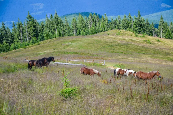 Лошади Пасутся Высокогорных Пастбищах Фоне Карпатских Гор Летом — стоковое фото