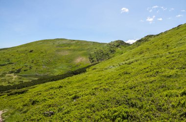 Güneşli yaz gününde yeşil yamaçları ve vadisi olan Chornohora tepesinin güzel manzarası. Karpat Dağları, Ukrayna