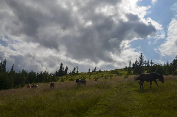 Caballos Pastan Pasto Tierras Altas Sobre Fondo Las Montañas Cárpatas — Foto de Stock