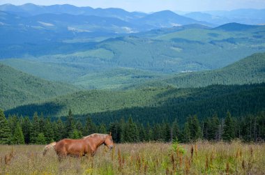 Atlar yaz aylarında Karpat Dağları 'nın arka planında otlar..