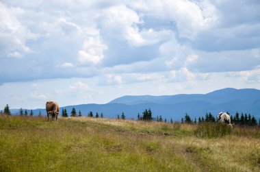 Karpat Dağları 'nın ve dağlık yamaçlarda otlayan ineklerin güzel manzarası
