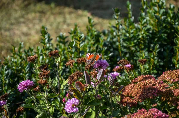 粉色精致的花朵和红色的蝴蝶 花园里的昆虫和植物 设计和背景摄影 春季摄影 自然美 花园花卉 昆虫生活 — 图库照片