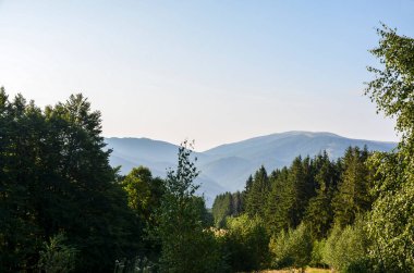 Yeşil çimen vadisinin panoramik manzarası, yüksek Karpat dağları, mavi gökyüzüne karşı yeşil ağaçlar. Doğanın güzelliği, turizm, seyahat.