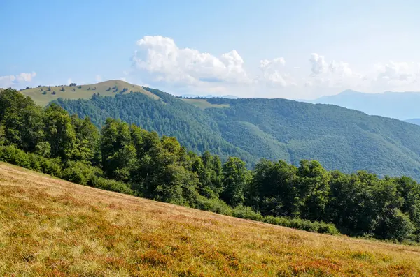 Panoramablick Auf Grünes Grastal Hohe Karpaten Bei Grünen Bäumen Vor — Stockfoto