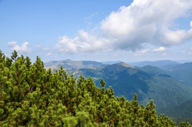 Karpat Dağları, Ukrayna 'nın yamaçlarındaki, tepelerindeki ve vadilerindeki ladin ormanlarının güzel yaz manzarası