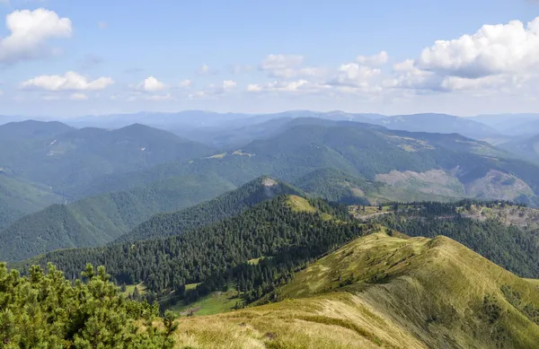 Vackert Sommarlandskap Granskogar Sluttningar Toppar Och Dalar Karpaterna Ukraina — Stockfoto