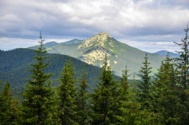 Çimenli tepedeki kozalaklı orman. Gorgany dağ sırasına harika bir panoramik manzara ve Dovbushanka Dağı manzarası. Karpatlar 'da dinlenmek, dağlarda yürümek.