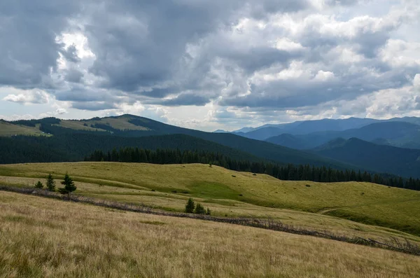 Sanfte Hügel Mit Gelben Wiesen Fichtenwald Gegen Das Chornohora Gebirge — Stockfoto