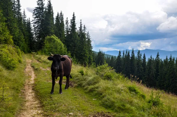 지대의 초원에서 카르파티아 산맥과 소들의 아름다운 — 스톡 사진