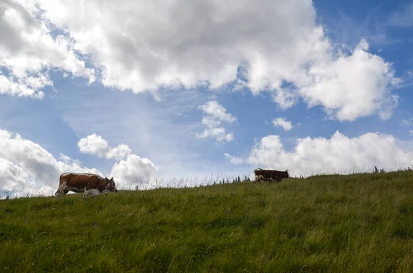 Коровы Пасутся Летних Горных Пастбищах Высоко Карпатах — стоковое фото