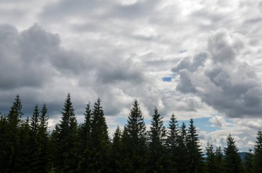 Çam ağaçları ve kabarık bulutlu gökyüzü ile güzel doğa manzarası. Karpat Dağları, Ukrayna 