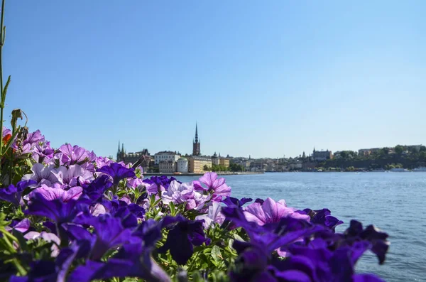 Beautiful Violet Flowers Panorama Old City Stockholm Background Sunny Summer — Stock Photo, Image