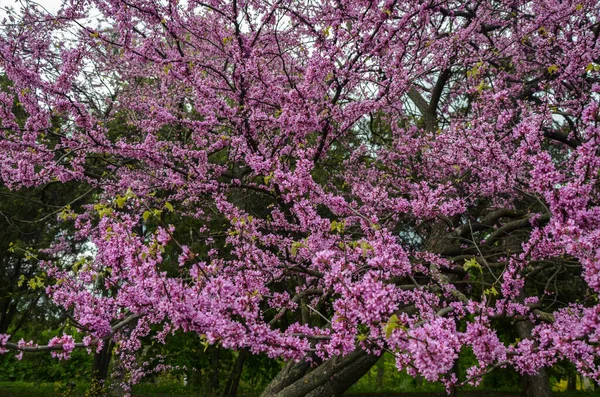 Cherry Blossoms Full Bloom Orchard Spring Pink Flowers Tree — Stock Photo, Image