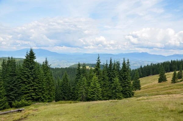 Grashänge Von Weiden Inmitten Des Waldes Hoch Den Bergen Karpaten — Stockfoto