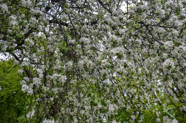 Όμορφα Κλαδιά Μηλιές Ανθίζουν Ολάνθιστο Κήπο Την Άνοιξη — Φωτογραφία Αρχείου