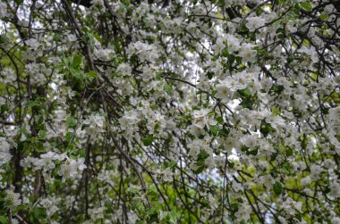Güzel dallı elma ağaçları baharda bir bahçede çiçek açar.
