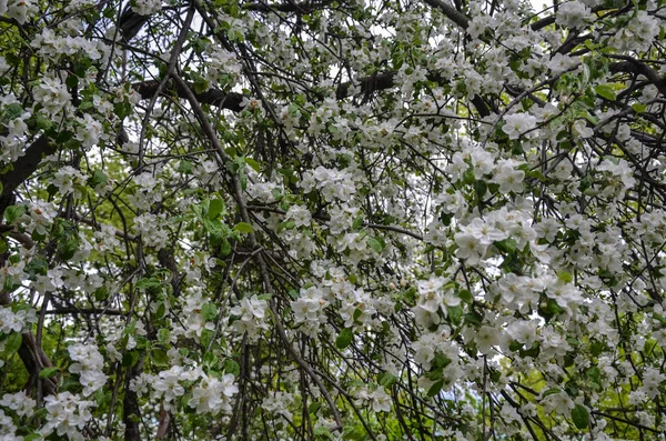 Прекрасные Ветви Яблони Цветут Полном Цвету Саду Весной — стоковое фото