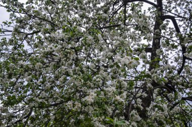 Güzel dallı elma ağaçları baharda bir bahçede çiçek açar.