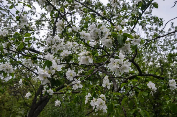 Piękne Gałęzie Jabłoni Kwitną Wiosnę Ogrodzie — Zdjęcie stockowe