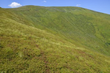 Borzhava, Karpat dağları, Ukrayna 'da, bulutlu gökyüzü altında çimenli çayır tepeleri ve yamaçları olan yaz manzarası