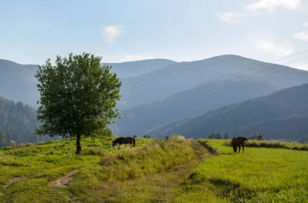 말들이 초장에서 은산들로 뒤덮여 있습니다 우크라이나 카르파티아 — 스톡 사진