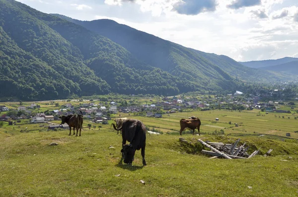 Manada Vacas Pastando Prado Verde Paisaje Verano Con Montañas Los — Foto de Stock