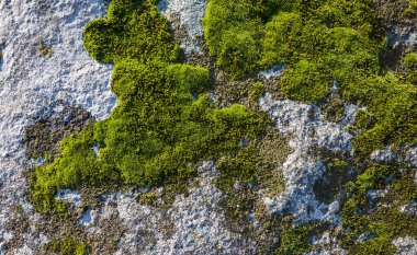 Bir kaya taşını kaplayan yeşil yosunların yakın çekimi. Doğal arkaplan veya doku