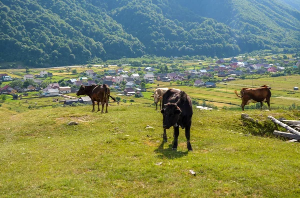 Manada Vacas Pastando Prado Verde Paisaje Verano Con Montañas Los — Foto de Stock