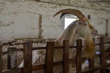 Erkek, uzun boynuzlu, sakallı bir keçi yerel bir çiftliğin çitlerinden bakıyor.