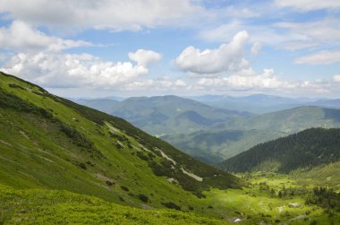 Dağ yamacının rengarenk manzarası. Ukrayna 'nın güzel Karpat dağlarına bakan çok renkli otlar.