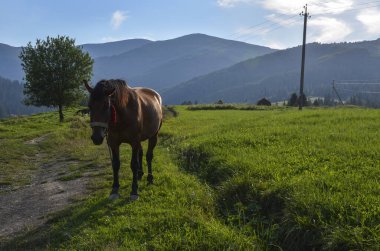 Pypet, Transcarpathia, Ukrayna yakınlarındaki Karpat Dağları 'nda çayırlarda otlayan kahverengi at. 