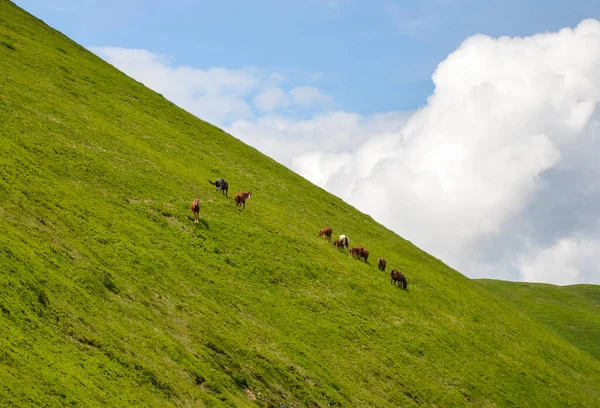 Wild Horses Group Grazing Green Mountainside Pasture Sunny Blue Sky — стоковое фото