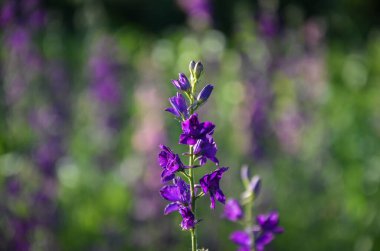 Bahçede açan uzun menekşe çiçekli Delphinium dikenleri. Doğal yaz geçmişi