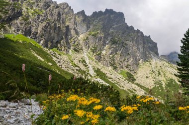 Arka planda taze çimen ve çiçek açan dağ vadisi ve yüksek Tatra dağlarının kayalık dağ sırtı görünüyor. Slovakya 