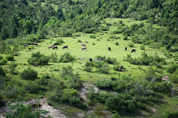 Group Dairy Cows Grazing Grassy Green Meadow Trees Summer Countryside — 스톡 사진