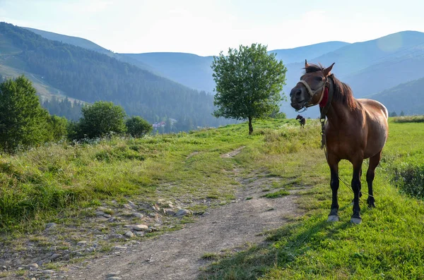 Scenic Landscape Horse Green Field Carpathian Mountains Late Summer Sunset — стоковое фото