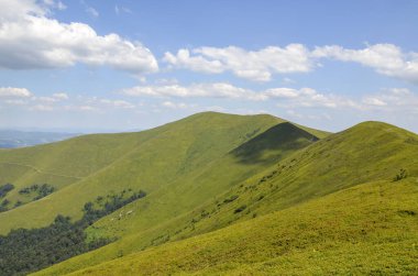 Ukrayna Karpatya Dağları 'nın yaban mersinli yaban mersinli ve otlak otlaklı ovalarıyla panoramik dağ manzarası