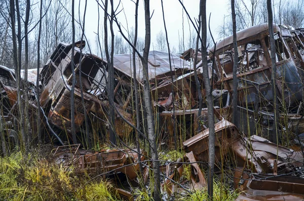 The remains of rusty Soviet cars and buses in a scrap metal dump among the trees