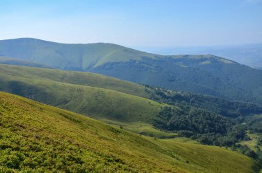 Güneşli yaz gününde Borzhava sırtındaki yeşil yemyeşil yaban mersini tarlalarıyla kaplı Majestic dağ tepeleri. Karpat Dağları, Ukrayna