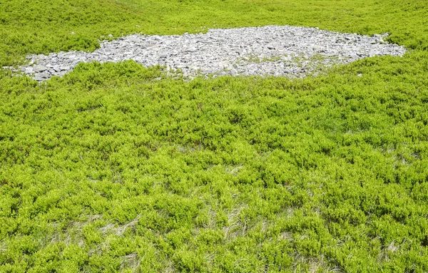 Meadow Green Lush Grass Patch Gray Stones Middle Natural Background — Fotografia de Stock