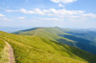 Hillsides of Borzhava ridge covered with green blueberries field. Landscape of the Carpathian Mountains in summer. Western Ukraine