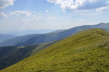 Hillsides of Borzhava ridge covered with green blueberries field. Landscape of the Carpathian Mountains in summer. Western Ukraine