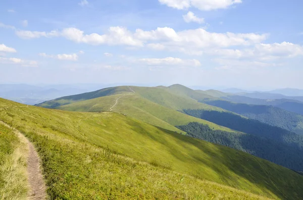 Hillsides of Borzhava ridge covered with green blueberries field. Landscape of the Carpathian Mountains in summer. Western Ukraine
